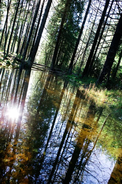 Orman yansıma — Stok fotoğraf