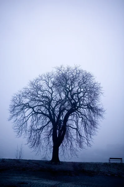 Дерево в тумані — стокове фото