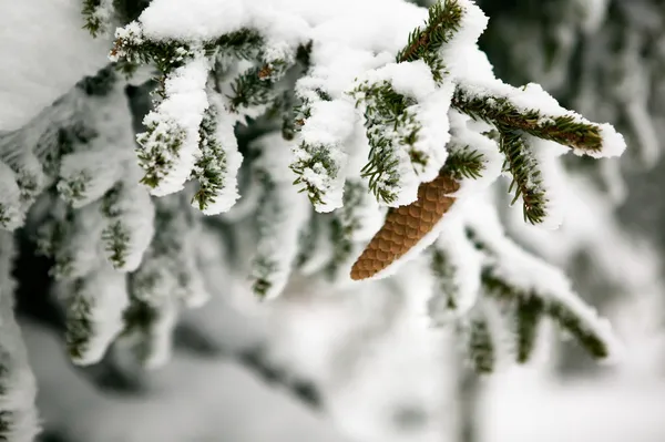 Detalhe do cone de pinheiro — Fotografia de Stock