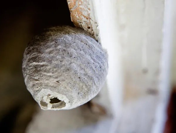 Wasp Nest — Stock Photo, Image
