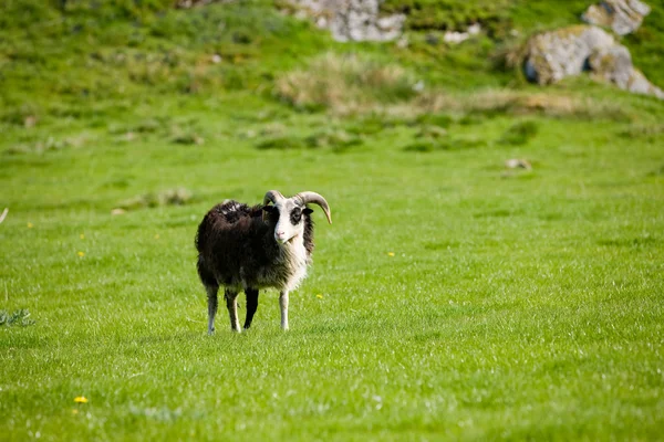 Горные овцы — стоковое фото