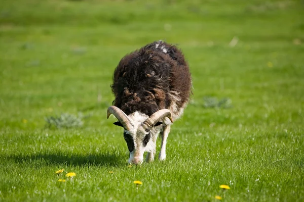 Weidende Schafe — Stockfoto
