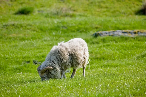 Pastoreo de ovejas — Foto de Stock