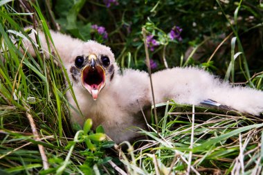 Prairie Falcon Chick clipart