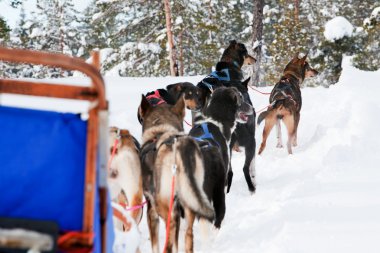 Dog Sled Team clipart