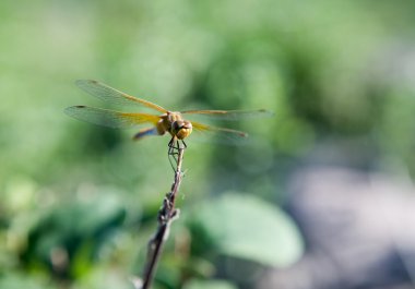 Orange Dragon Fly clipart