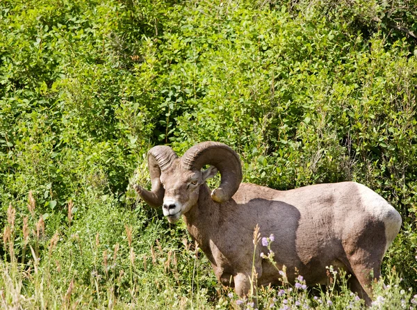 Owiec Bighorn — Zdjęcie stockowe