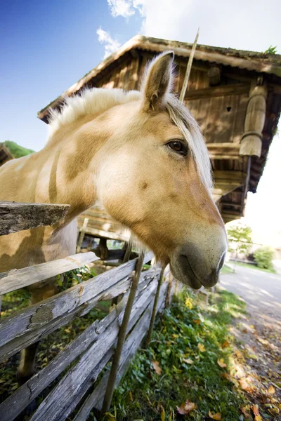 Norwegian Fjord Horse — Stock Photo, Image