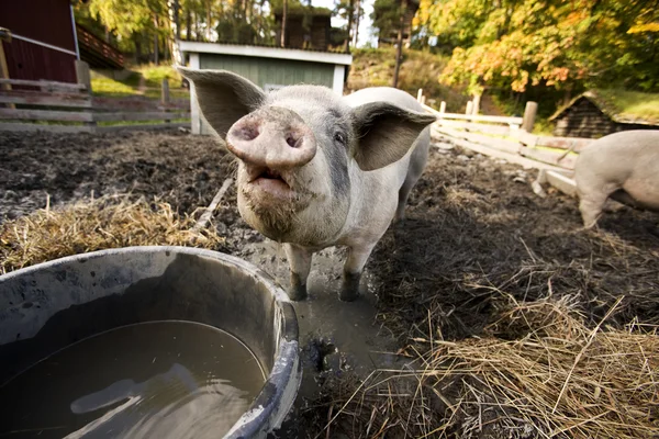 Nieuwsgierig varken — Stockfoto