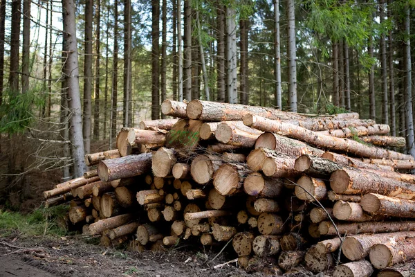 Bosbouw — Stockfoto