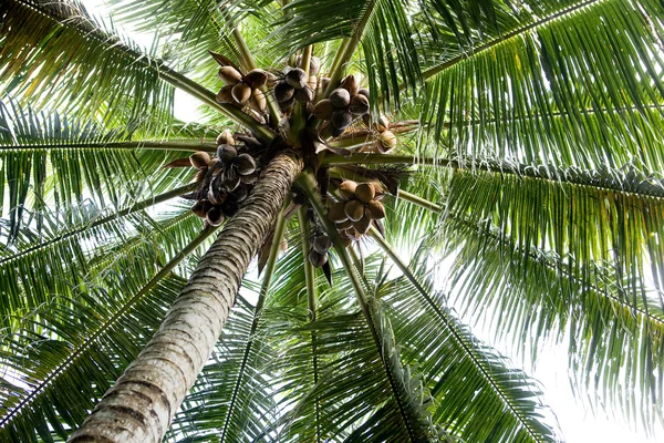 Palm Tree Fundo — Fotografia de Stock