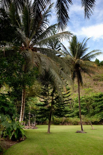 Tropisk bakgård — Stockfoto