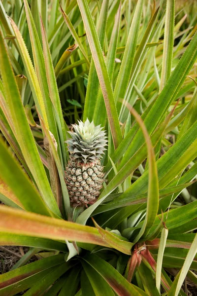Växande ananas — Stockfoto