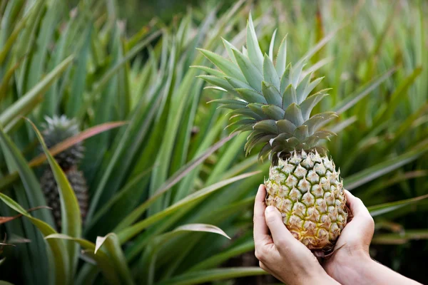 Pineapple Garden — Stock Photo, Image