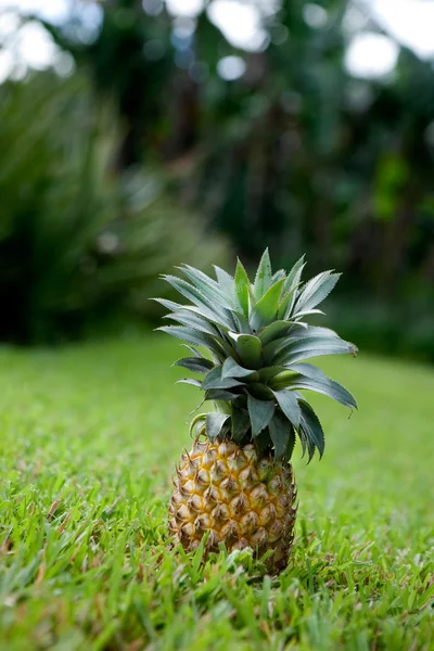 Friss ananász — Stock Fotó