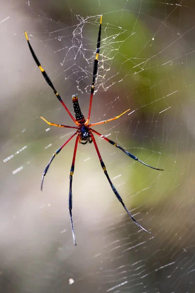 Μεγάλη αράχνη στον ιστό — Φωτογραφία Αρχείου