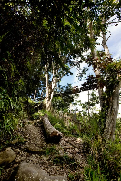 Sendero de montaña tropical —  Fotos de Stock