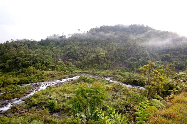 Ruisseau de montagne avec brouillard — Photo