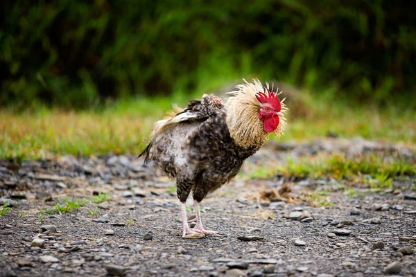 Dumny kurczaka — Zdjęcie stockowe