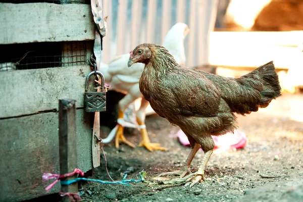Рыночная курица — стоковое фото
