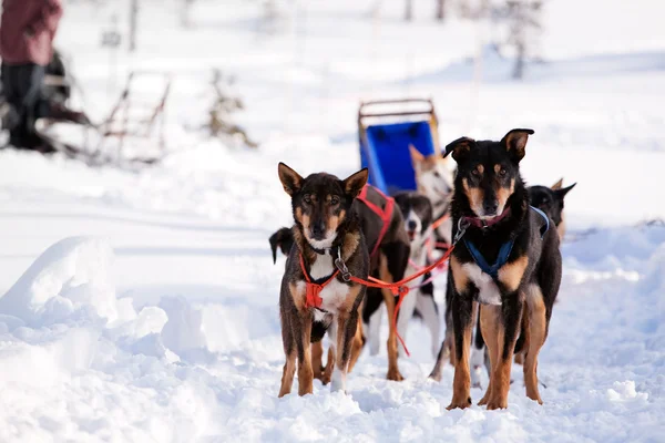 stock image Dog Sled Team