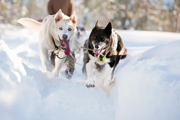 Sled Dog — Stock Photo, Image