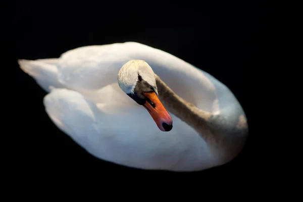 白鳥抽象 — ストック写真