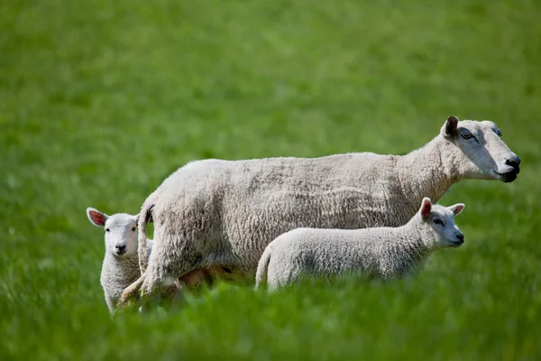 İki kuzulu koyunlar — Stok fotoğraf