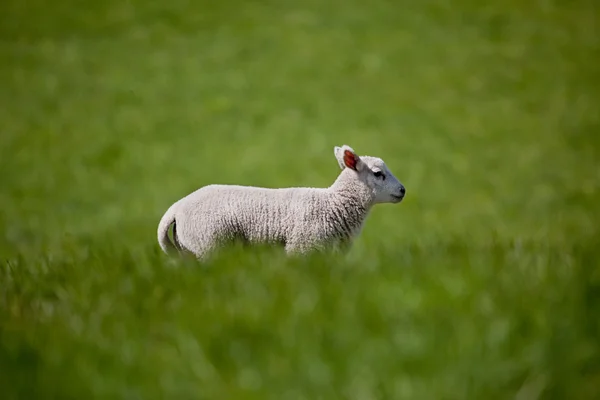 运行的羔羊 — 图库照片