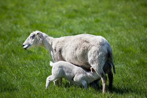 Nursing Lamb — Stock Photo, Image