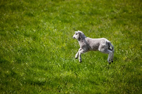 Jumping Lamb — Stock Photo, Image
