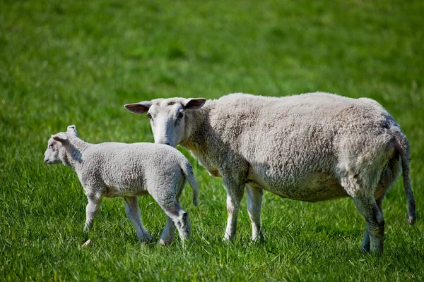 Mother Sheep — Stock Photo, Image