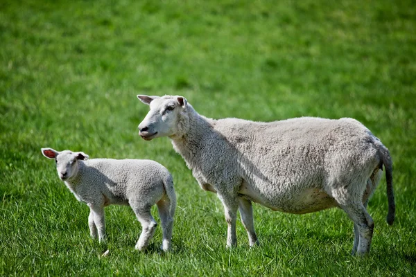 Matka ovce — Stock fotografie