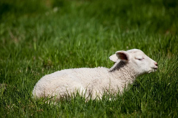 睡眠的羔羊 — 图库照片