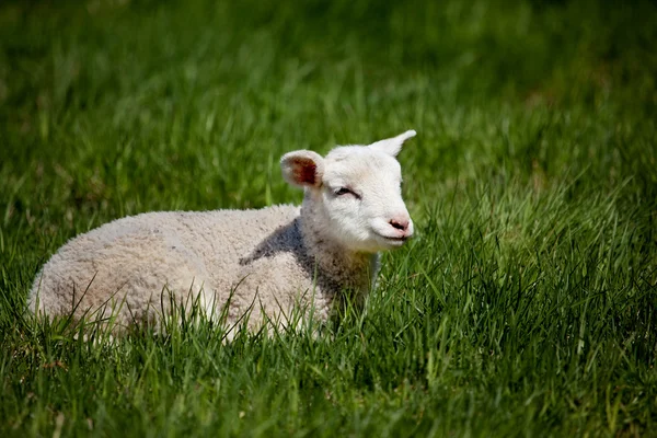 快乐小羊 — 图库照片