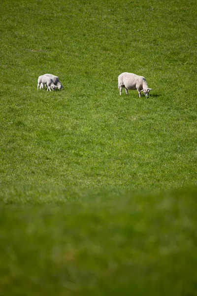 Annesi koyun — Stok fotoğraf