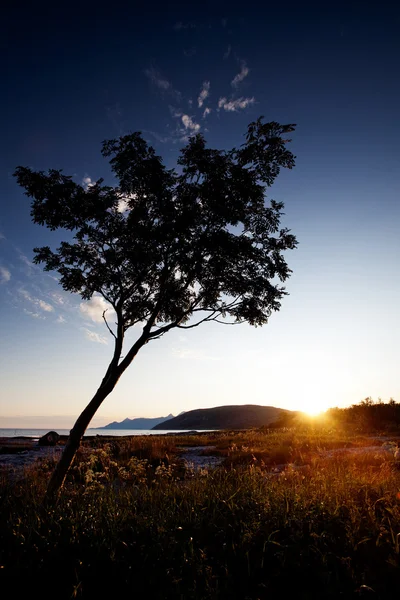 나무 실루엣 해안 — 스톡 사진