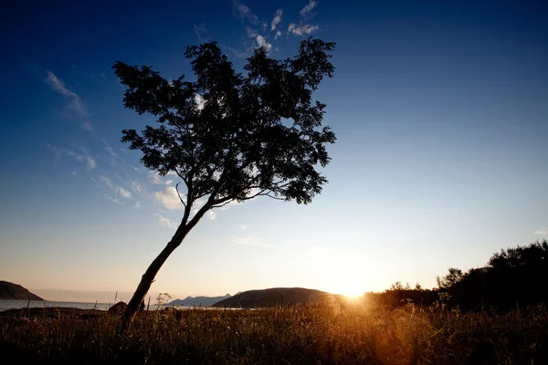 Costa della silhouette dell'albero — Foto Stock