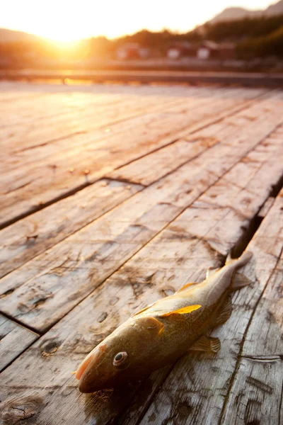 Риба — стокове фото