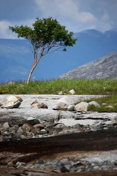 혼자 나무 — 스톡 사진