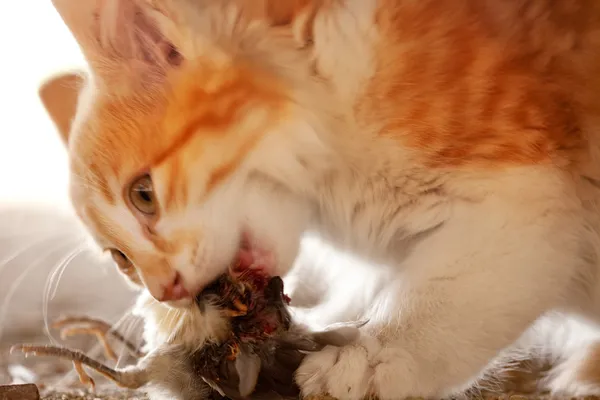 Gatto mangiando uccello — Foto Stock