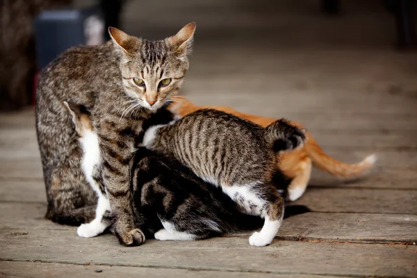 Karmiących kotek — Zdjęcie stockowe
