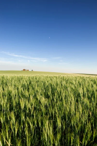 Prairie jordbruksmark — Stockfoto
