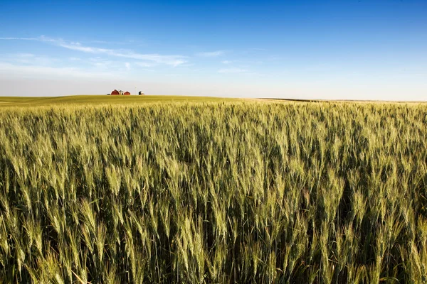 Prairie сільськогосподарський регіон — стокове фото
