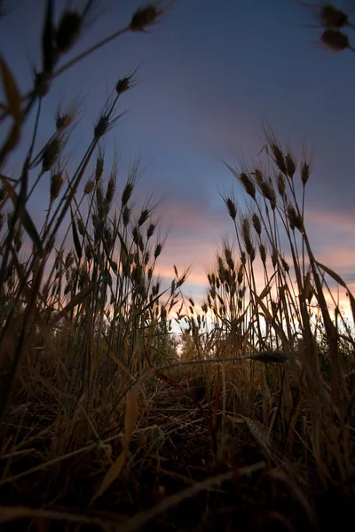 Sonnenuntergang im Weizenfeld — Stockfoto