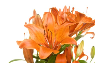 Flowers orange tiger lilies clipart