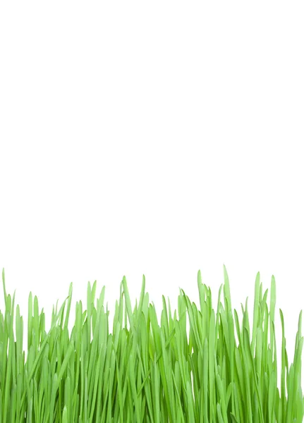 Groen gras geïsoleerd op witte achtergrond — Stockfoto