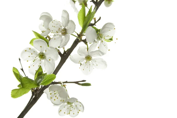 stock image Apple-tree flowers