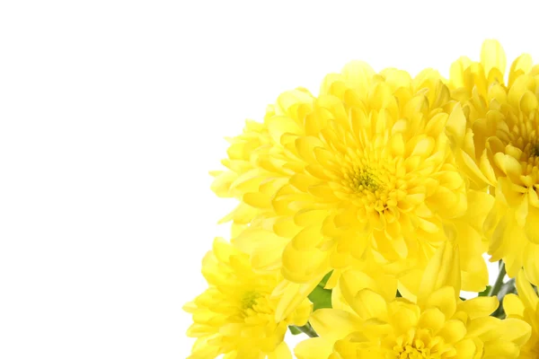 Flowers yellow chrysanthemums — Stock Photo, Image