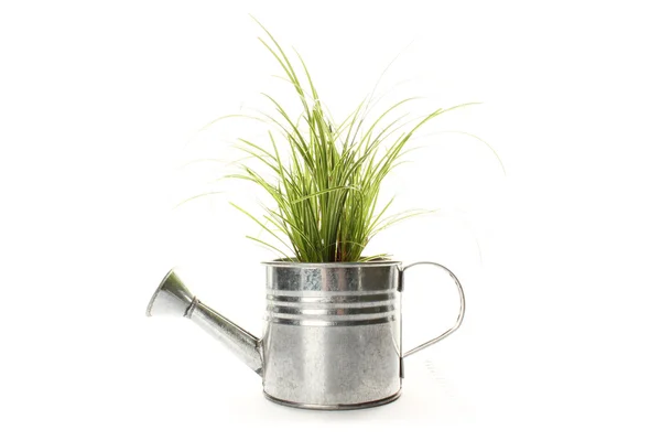 Watering with a green plant — Stock Photo, Image